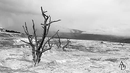 Mammoth Hot Springs