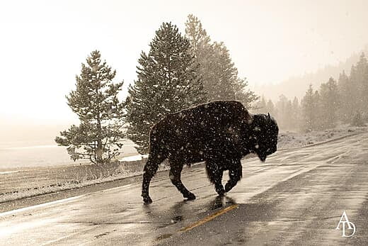 Bison in Snow at Yellowstone NP