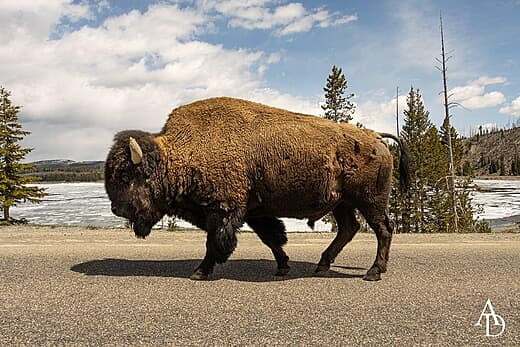 Bison in Yellowstone NP